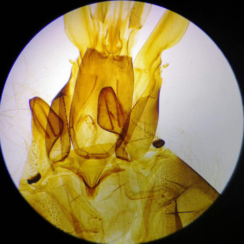 Educational Biological Prepared Microscope Slides 25pcs VIC18 76.2×25.4×(1.0-1.2) Mm